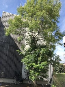 伸びすぎたシマトネリコ 彡 庭木のお手入れならエスグリーン